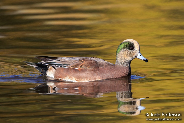 American Wigeon, Tingley Beach, New Mexico, United States